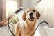Ручний душ HANSGROHE DogShower 150 3 Jet Matt White 26640700 білий матовий - 26640700 - 4